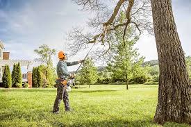 How Our Tree Care Process Works  in  Pacific, WA