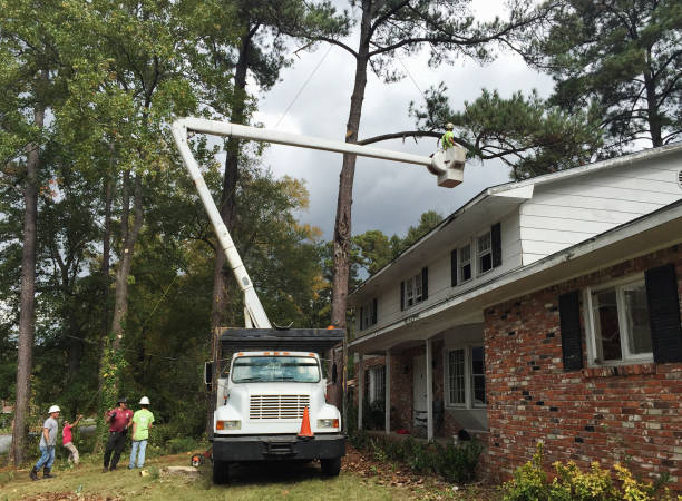 Best Tree Disease Treatment  in Pacific, WA