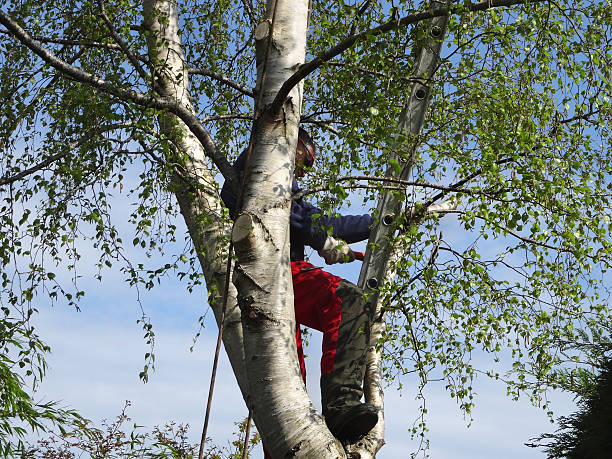 Reliable Pacific, WA Tree Care Solutions