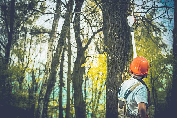Best Arborist Consultation Services  in Pacific, WA