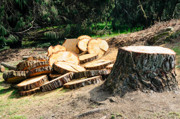 Best Tree Trimming and Pruning  in Pacific, WA